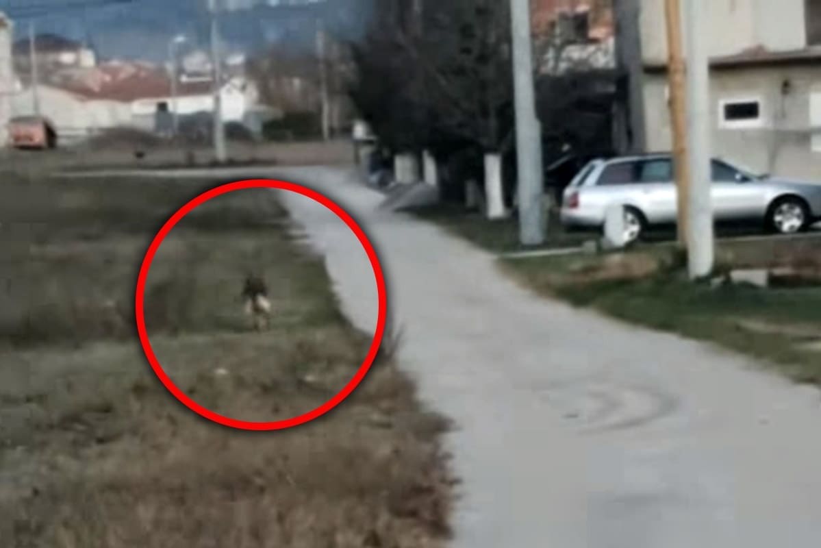 VUKOVI SE SPUŠTAJU U NASELJENA PODRUČJA Sve se češće javljaju na sinjskom području