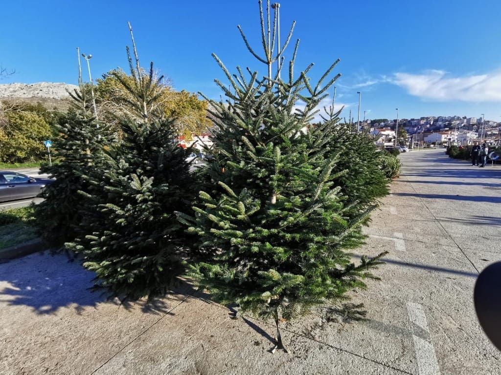 Prava jelka ili umjetno božićno drvce? Mnogima će ove godine presuditi - cijena!
