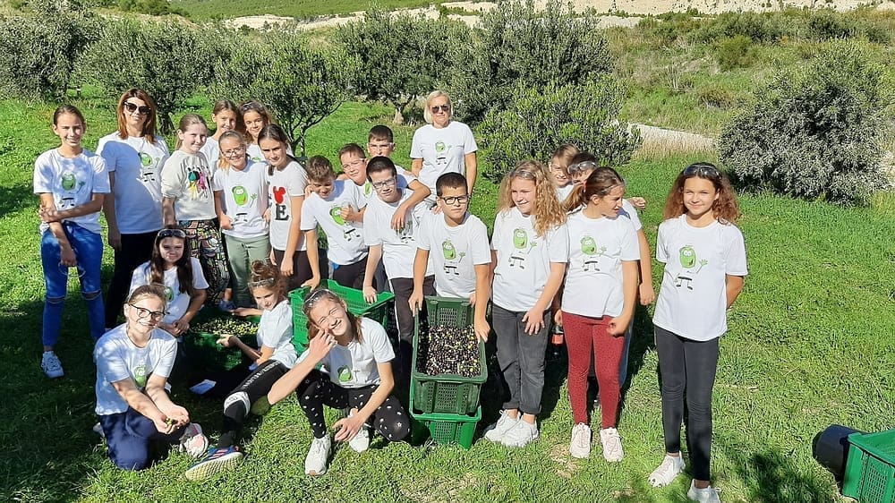 Dobar urod maslina za Poljoprivredno-braniteljsku zadrugu Lintar: „Zdrav urod naših maslinika dao nam je i ove godine ekstradjevičansko maslinovo ulje"