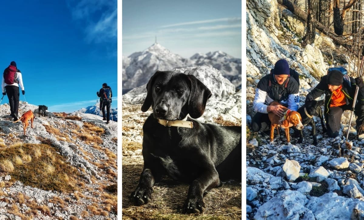 Filmski scenarij na Biokovu: Planinari na najtežem vrhu planine pronašli dva izgubljena psa. Nisu ih ostavili!