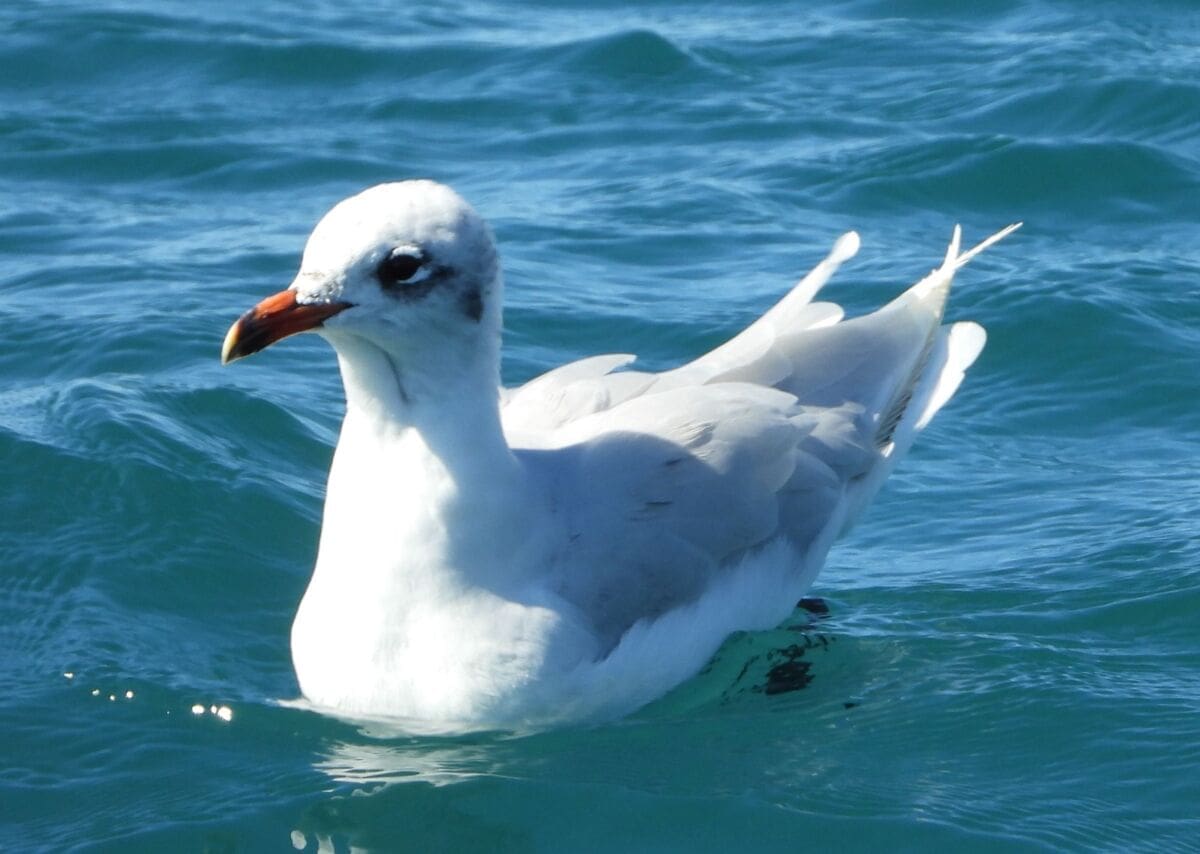 Zimsko prebrojavanje 6