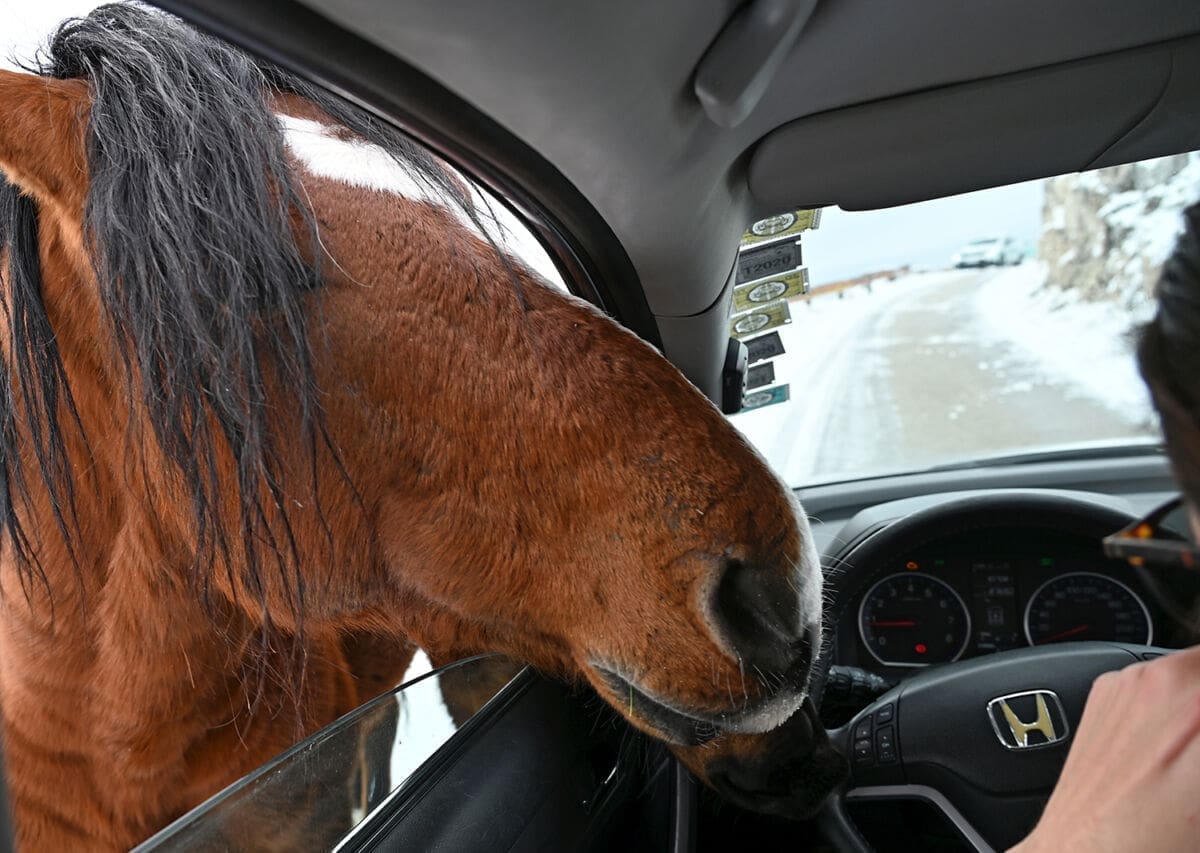 biokovo_vosac_skywalk_ralica_snijeg(1)