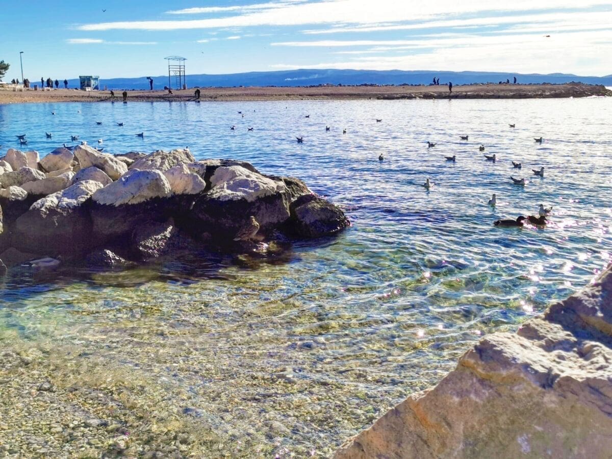 PREDIVAN PRIZOR U SPLITU Pačja obitelj vratila se na splitski Trstenik