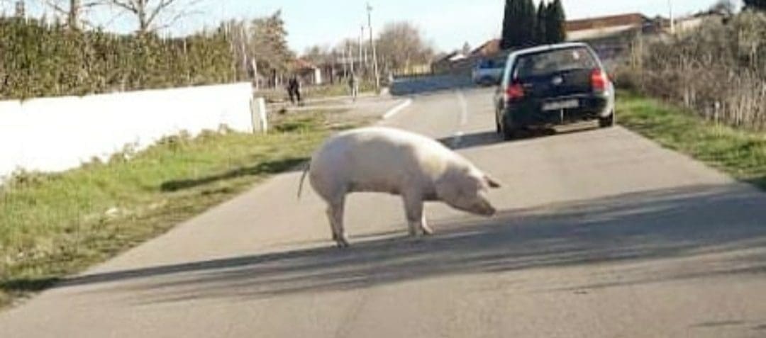 GDJE JE KRENULA? Dalmatinskim ulicama luta odbjegla svinja: "Ne rade kafići, snalazi se čov'k"