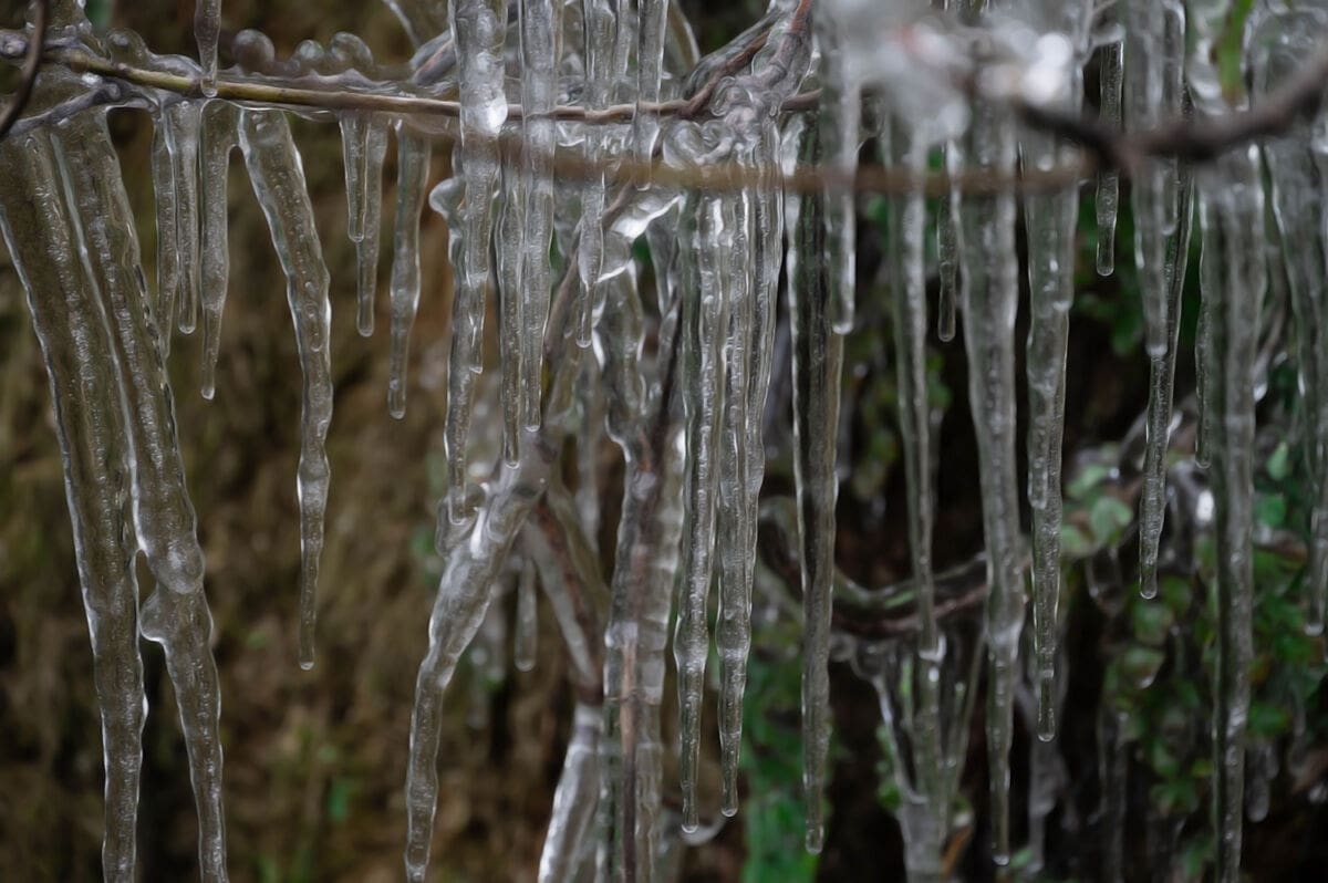 zrnovnica_sitno_snijeg01