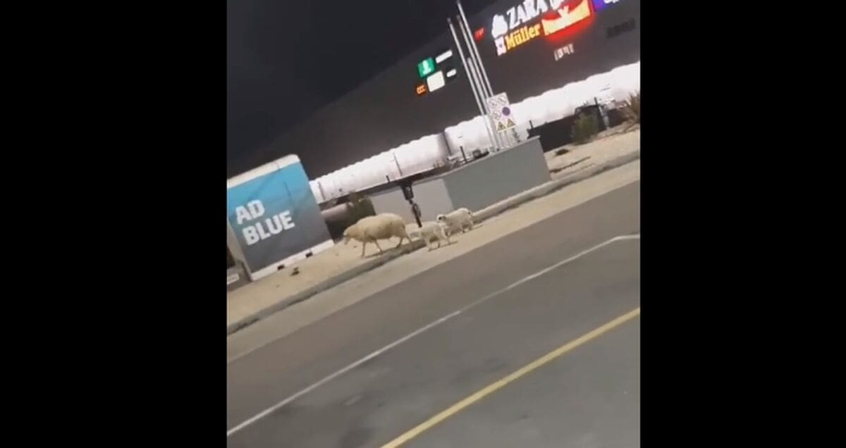 URNEBESNA SNIMKA IZ DALMACIJE "Malo su prođirale, obavile šoping"