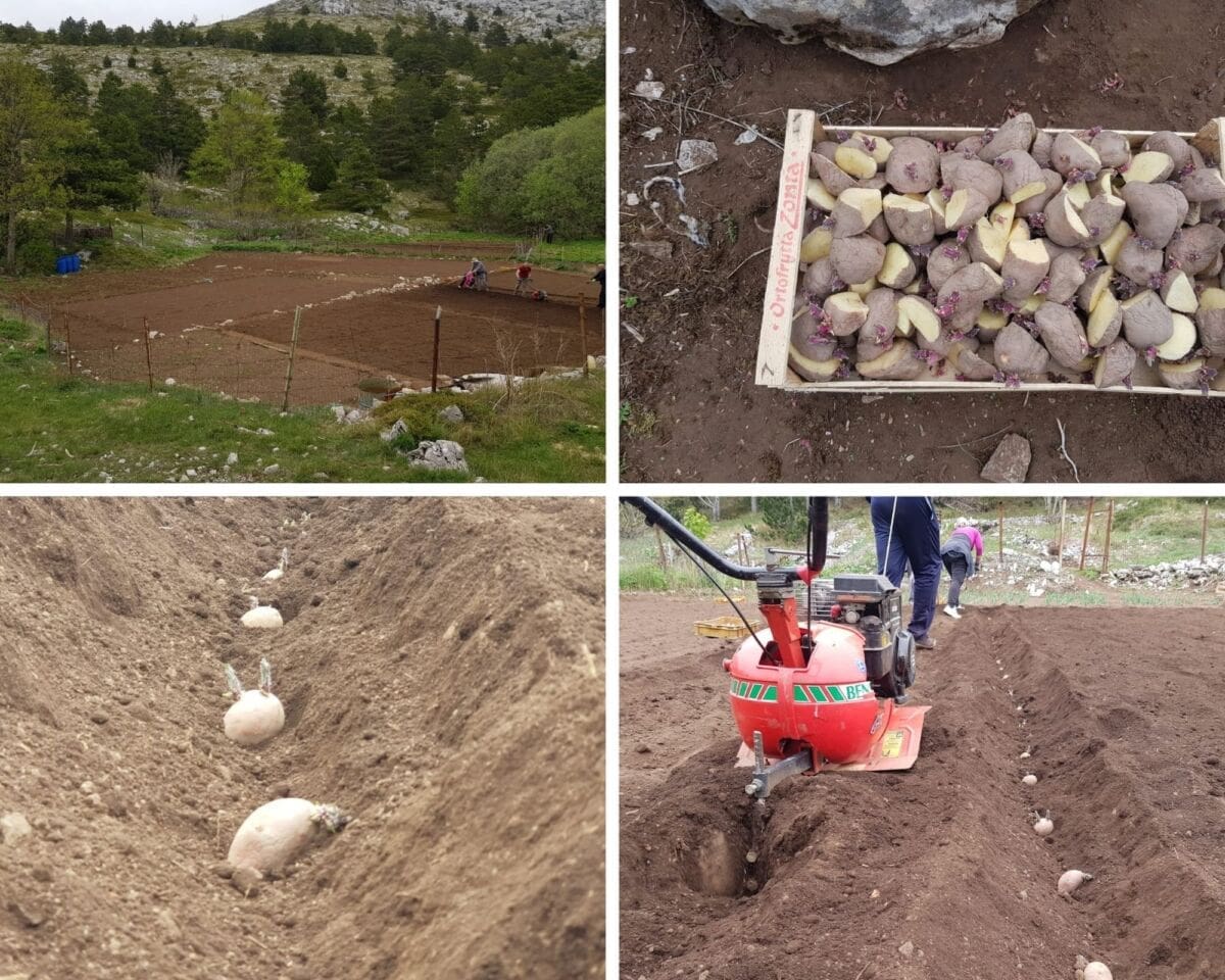 OGROMAN INTERES Ovog proljeća na Biokovu će se posaditi preko 6 tona krumpira