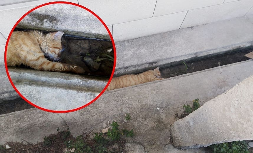 STRAVIČAN PRIZOR NA MEJAŠIMA Monstrum je mačku izudarao i otrovao: "Ovo se ne događa prvi put"