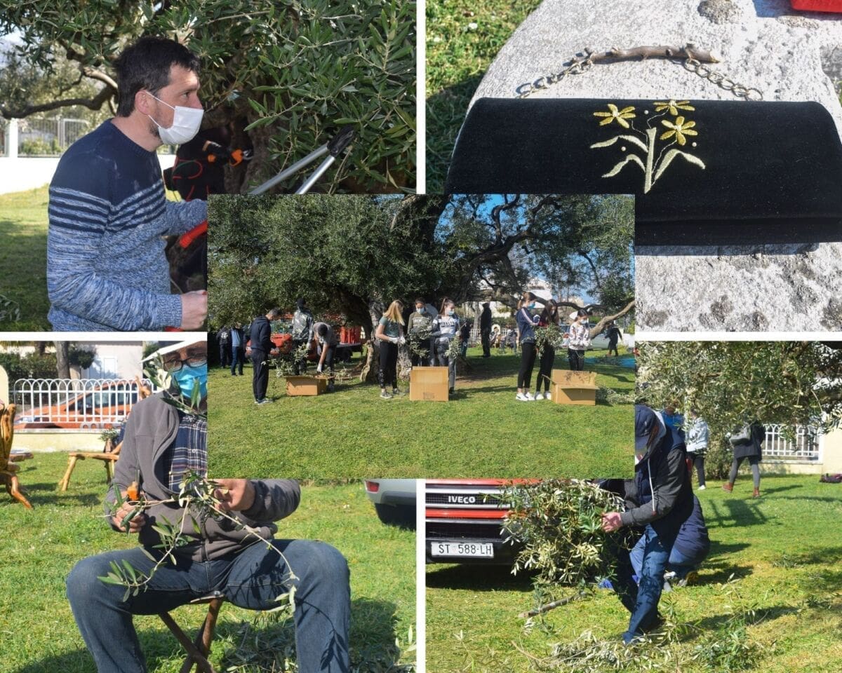 TRADICIONALNA REZIDBA STARE MASLINE U KAŠTELIMA: "Stara maslina dio je našeg kaštelanskog branda"