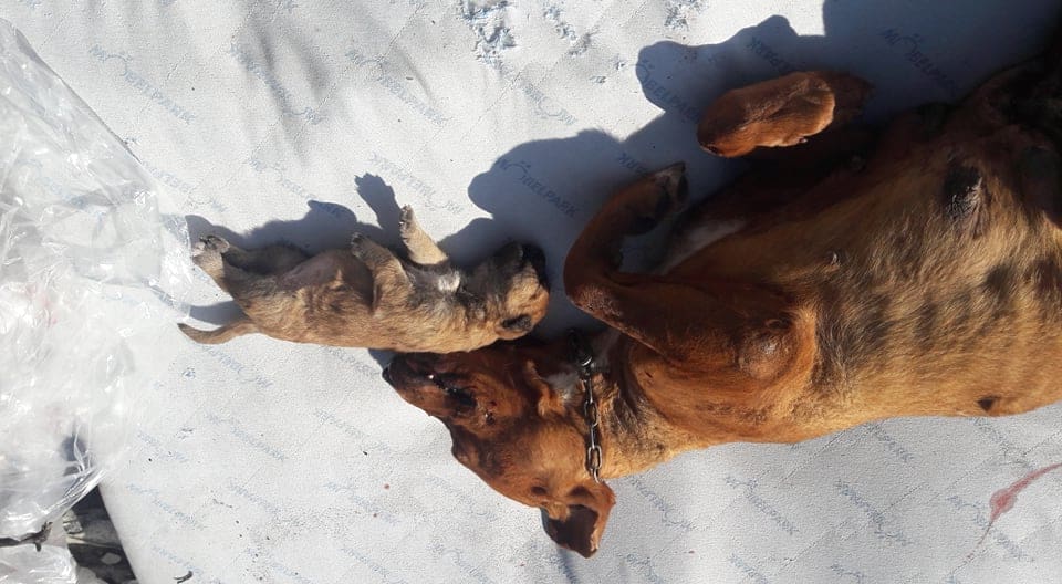 mrtva-kujica-kokos(4)