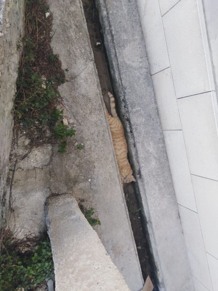 mrtva_macka_mejasi (1)