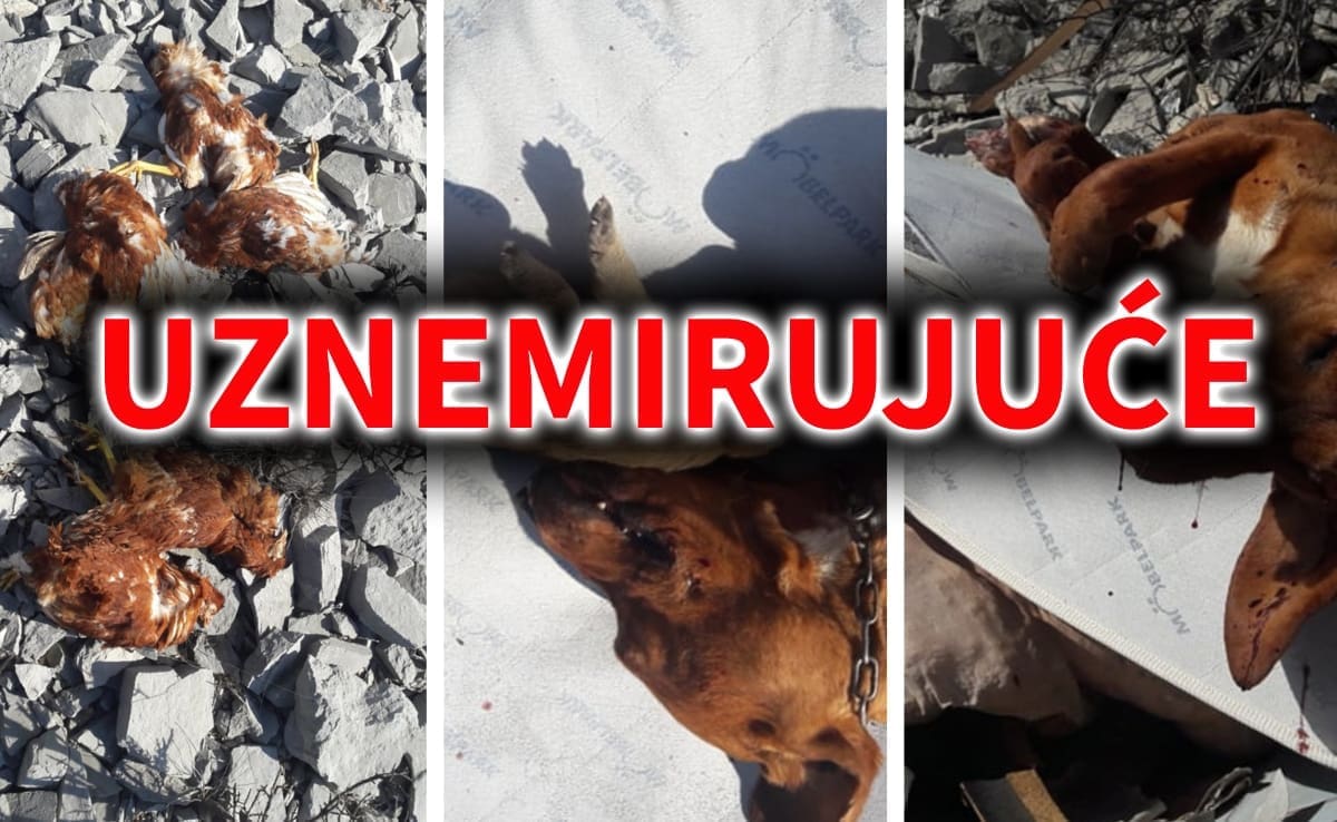 HOROR U ZAGORI Kaznio je jer je ubila kokoši? Netko je na užasan način ubio kujicu i njenog štenca