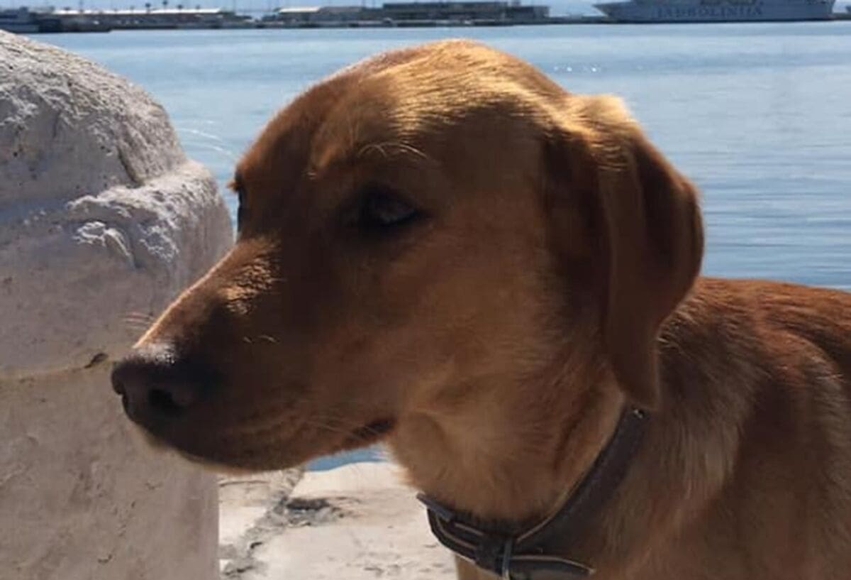 SPLIĆANKA UPUTILA APEL GRAĐANIMA: "Ako vidite psa, molim vas, javite se..."