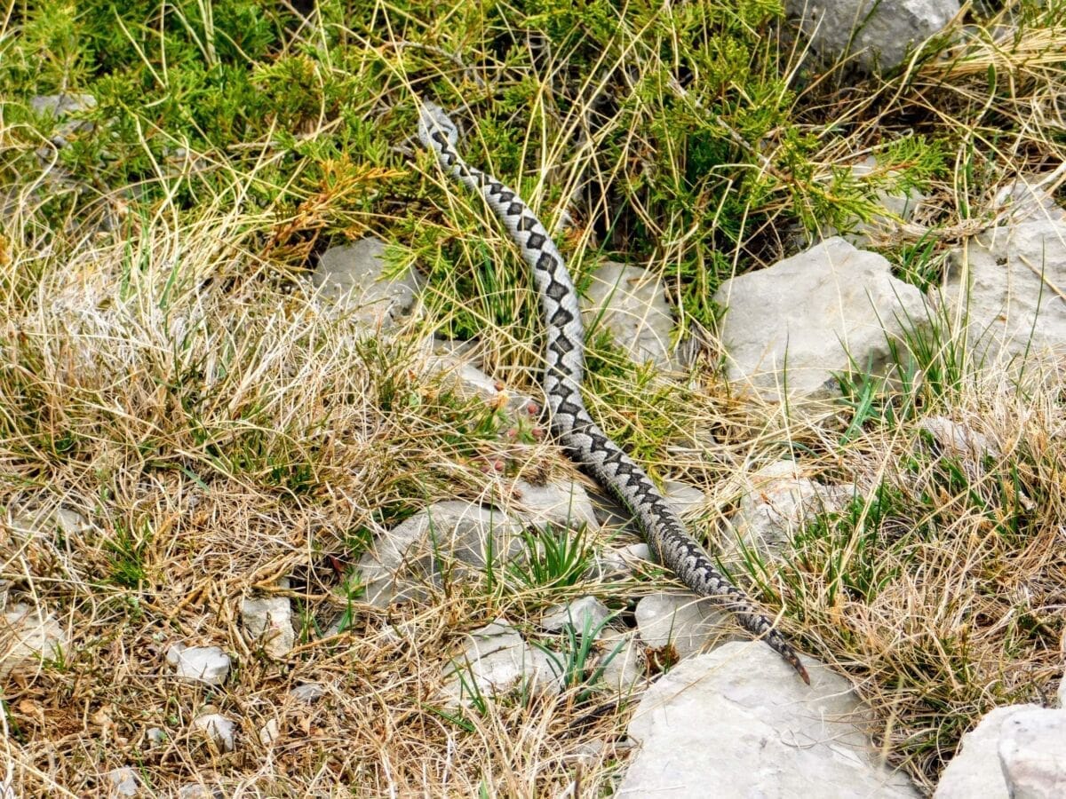 OPREZ! Poskoci se bude iz zimskog sna: "Triljanina je ujela zmija za ruku, zadržan je na liječenju"