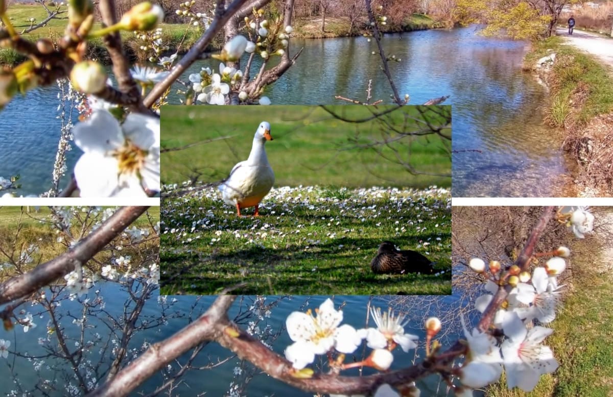 PROLJEĆE KUCA NA VRATA Priroda se budi: Pogledajte prekrasne prizore s rijeke Žrnovnice