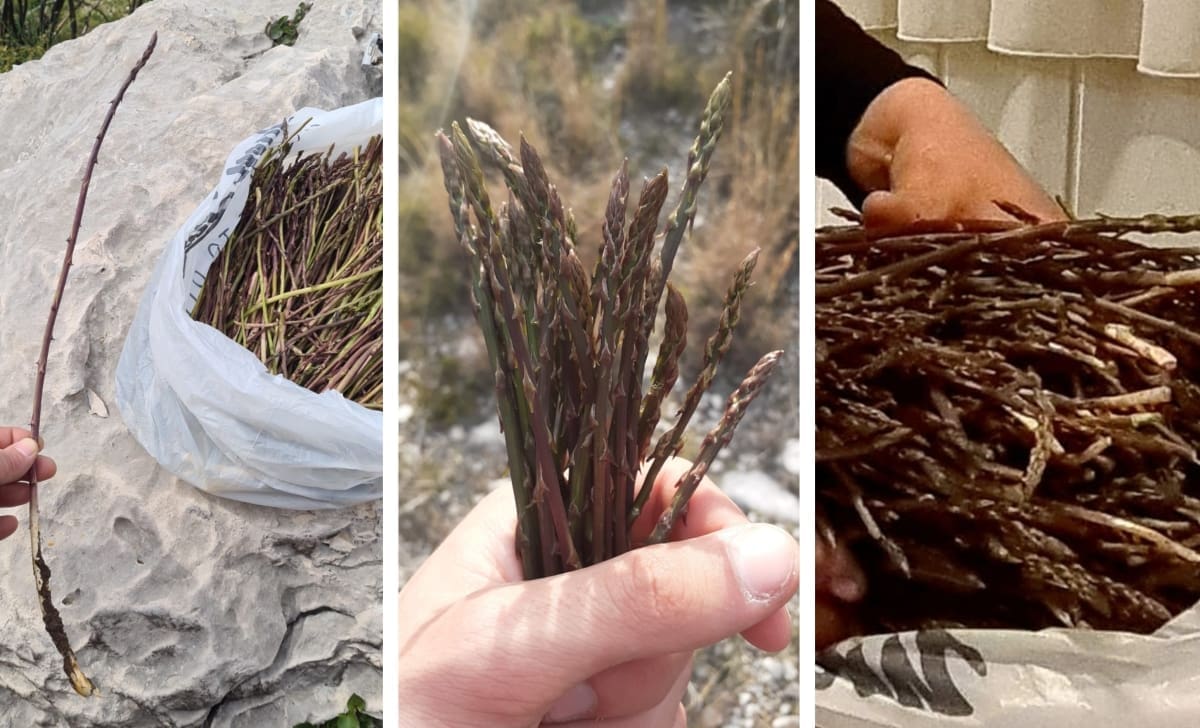 Kilogram doseže i 250 kuna! Jeste li ubrali svoju porciju zdravlja: Šparoge - simbol buđenja prirode