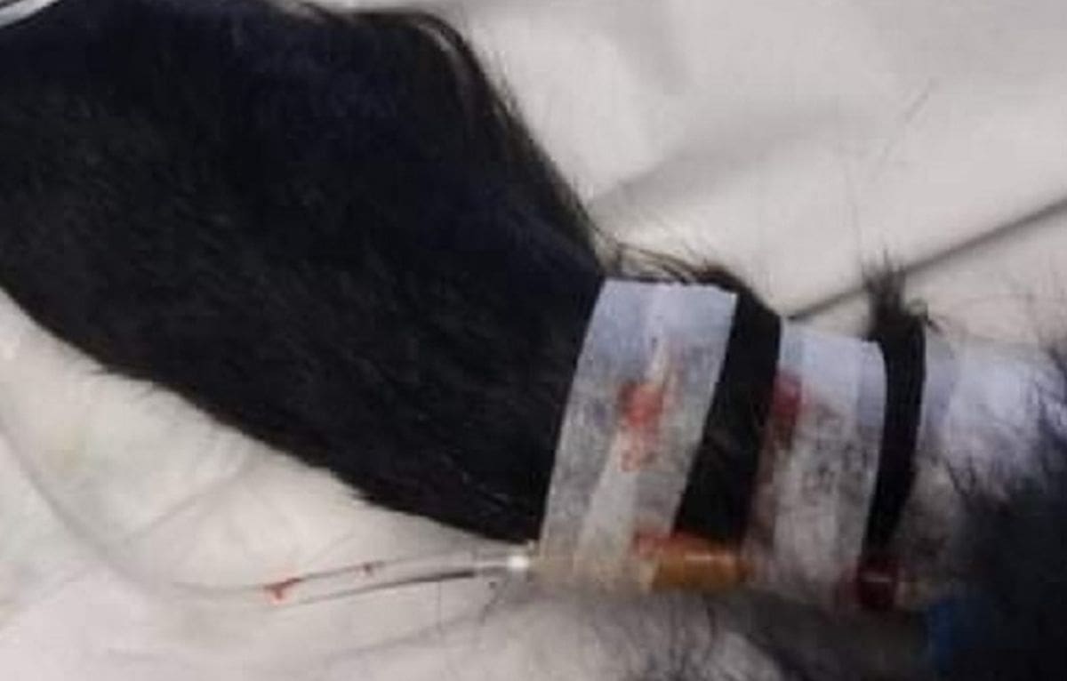 UŽAS U ZAGORI Trovanje životinja se nastavilo - pas se bori za život!