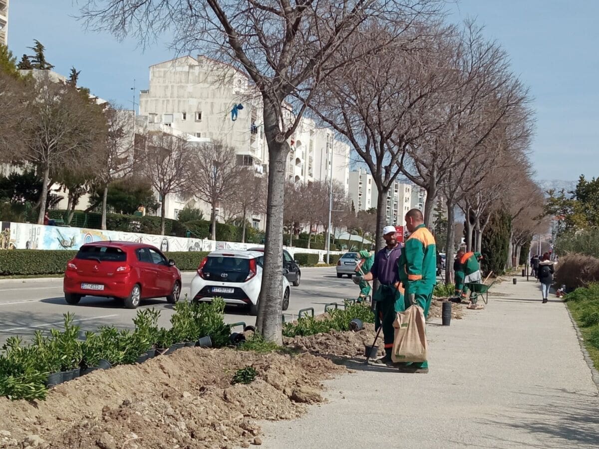 ZELENI SPLIT Kroz nekoliko mjeseci grad će biti bogatiji za više od 440 stabala, "Parkovi i nasadi" objavili plan ozelenjavanja