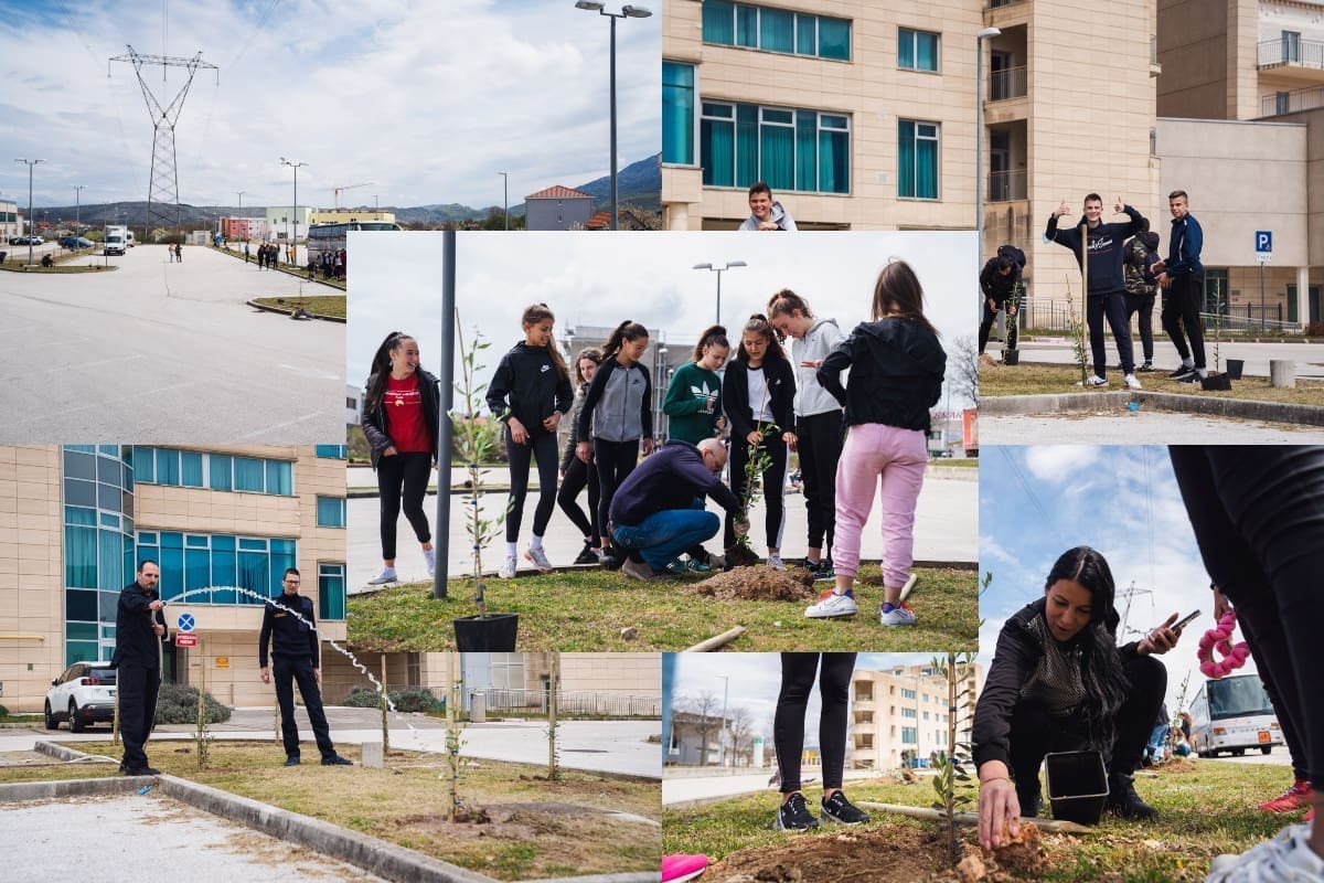 DAN PLANETA ZEMLJE U DUGOPOLJU Zasađeno 85 stabala masline