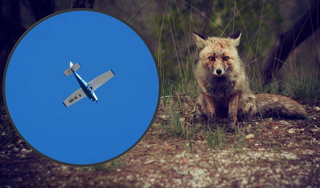 BJESNOĆA JE VIRUSNA ZARAZNA BOLEST Započela je proljetna kampanja oralne vakcinacije lisica, evo što trebate znati