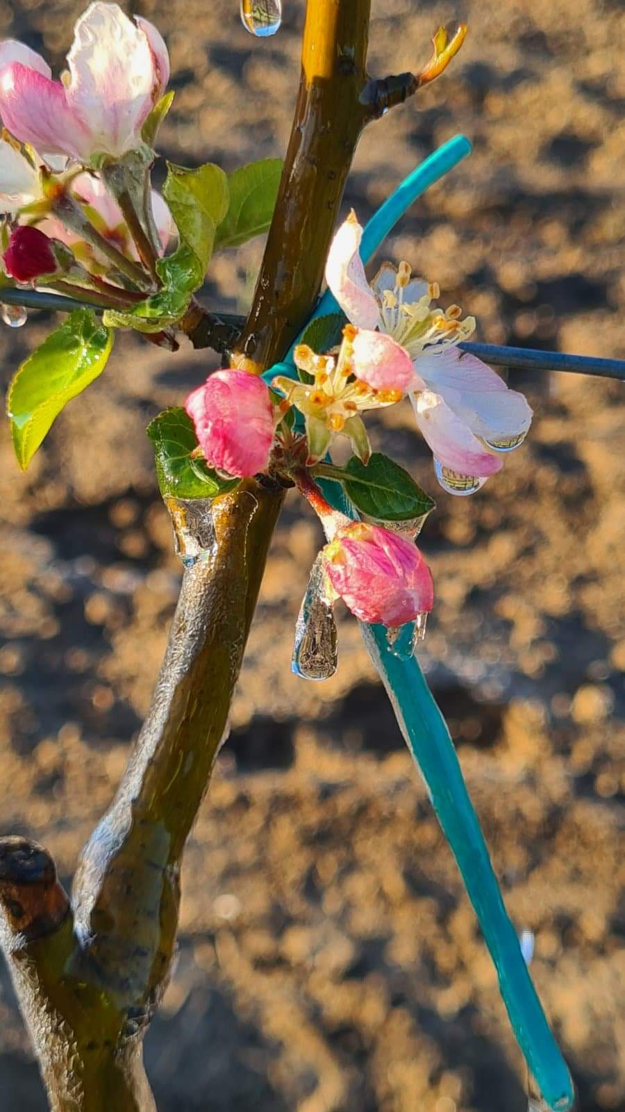 poljoprivreda-steta-mraz(3)