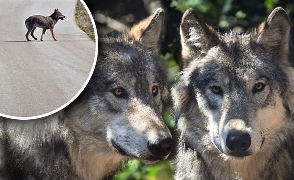 STANOVNICI ZAGORE U STRAHU "Vukovi su prošli pored nas, gledali smo se oči u oči. Uopće se nisu bojali"