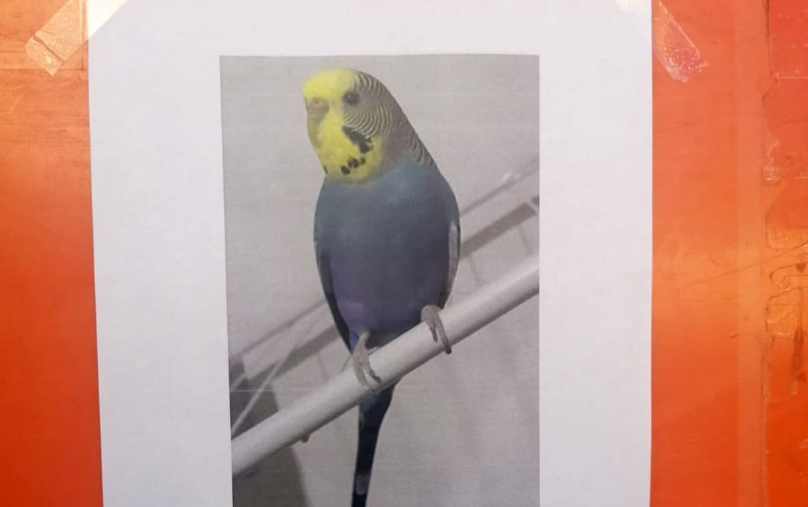 SPLIĆANI, POMOZITE Vlasnici neutješni: Jeste li vidjeli izgubljenu tigricu?