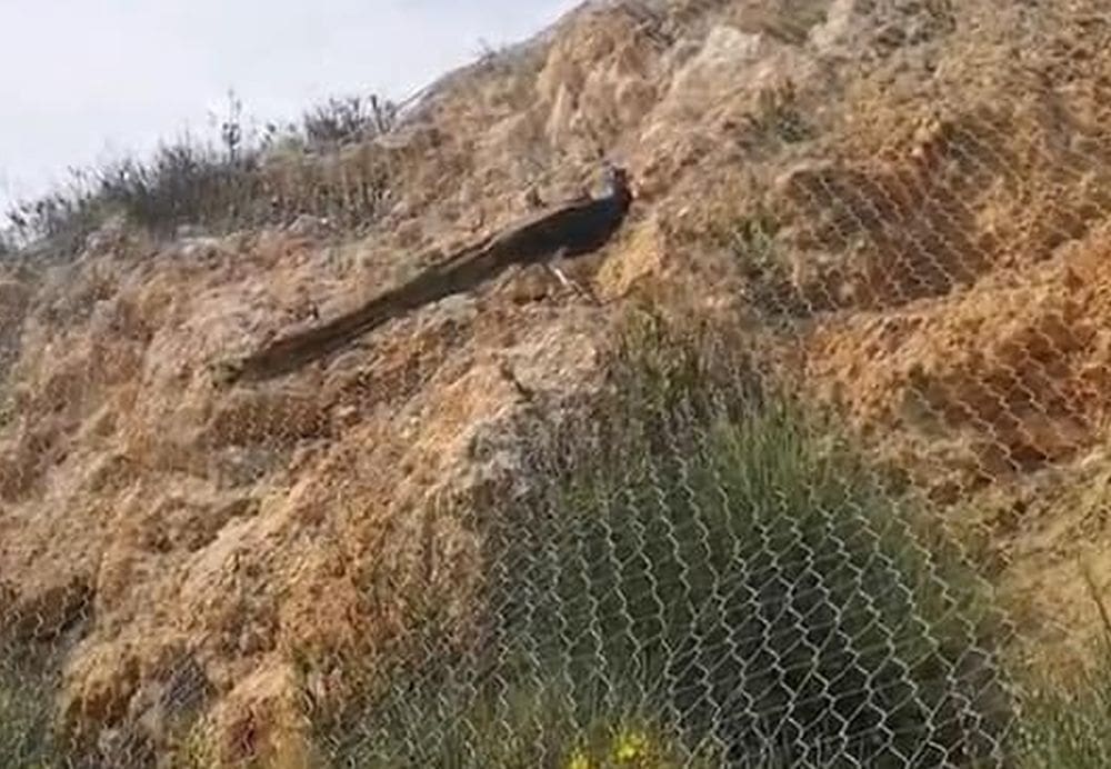 NEUOBIČAJEN POZIV U POMOĆ Vatrogasci mislili da idu spašavati fazana, ali tamo ih je dočekalo ugodno iznenađenje