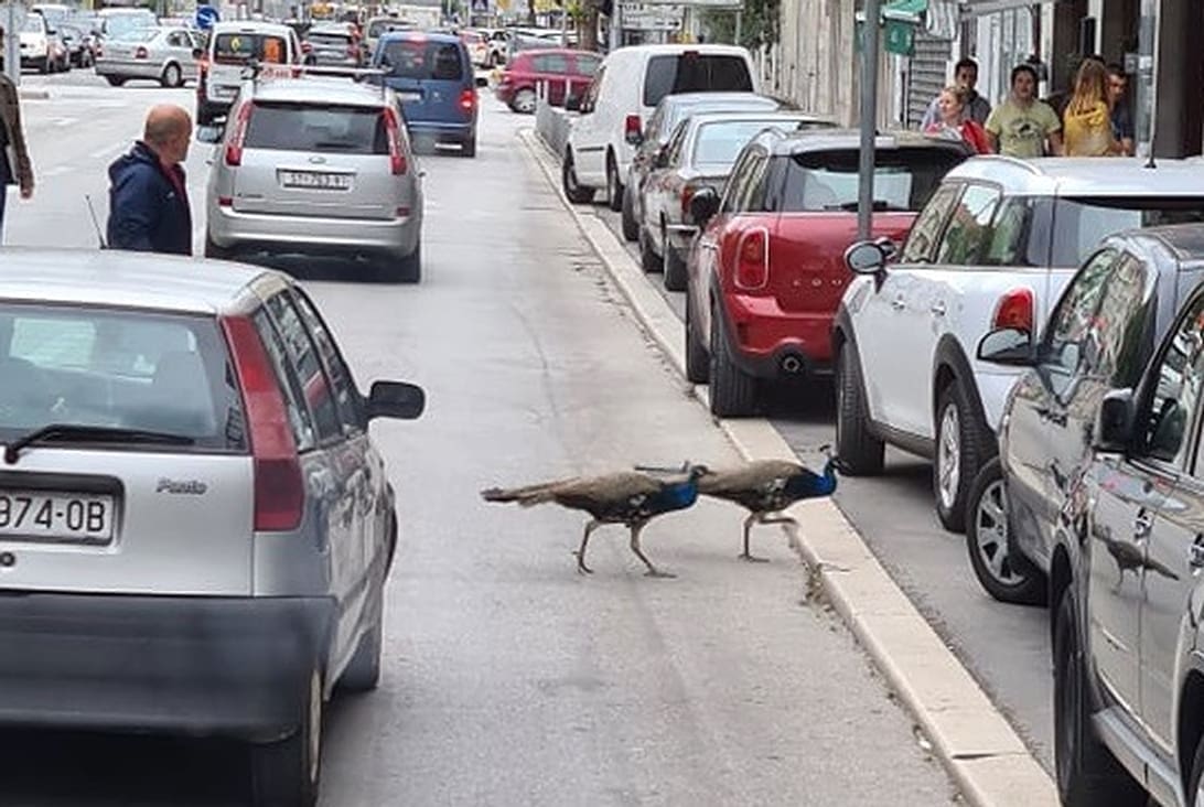 KAOS U CENTRU GRADA Paunovi su zaustavili promet, pogledajte ove fotografije