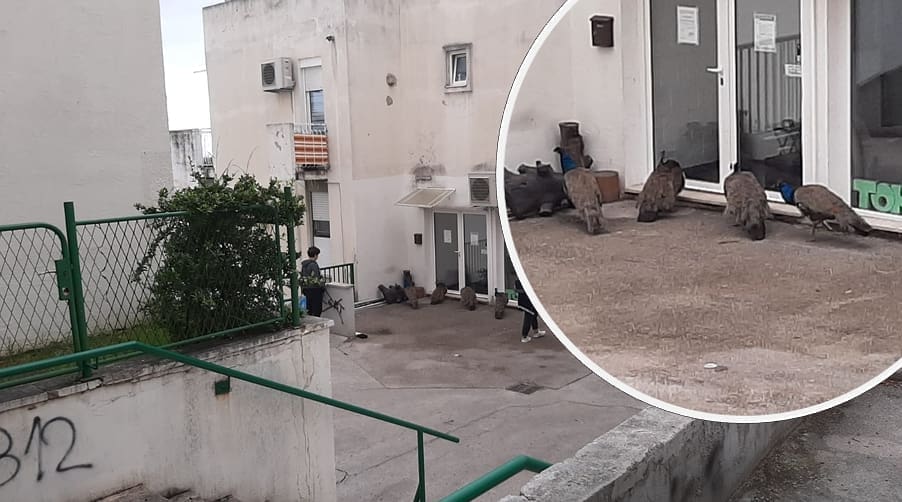 SPLIĆANI U ČUDU Paunovi prošetali Sućidrom: "Otkud oni tu, što se događa?"