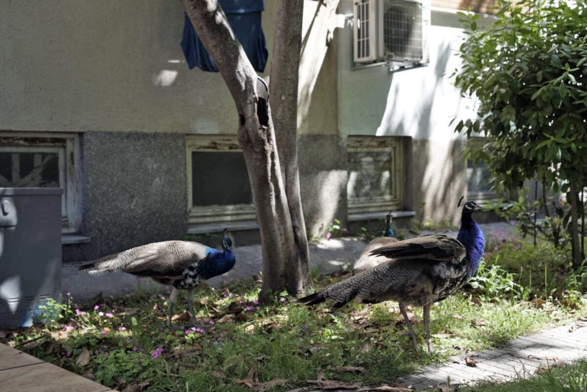 Splitski paunovi sve brojniji: Više ne obitavaju samo na Gripama, evo gdje su danas prošetali