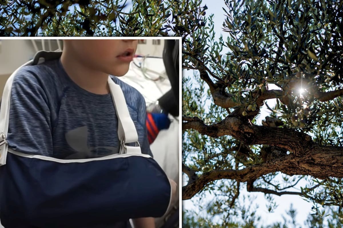 BRAČKA BESIDA "Zašto je likor bi oduševljen da je moli slomi ruku zbog penjanja na stablo"