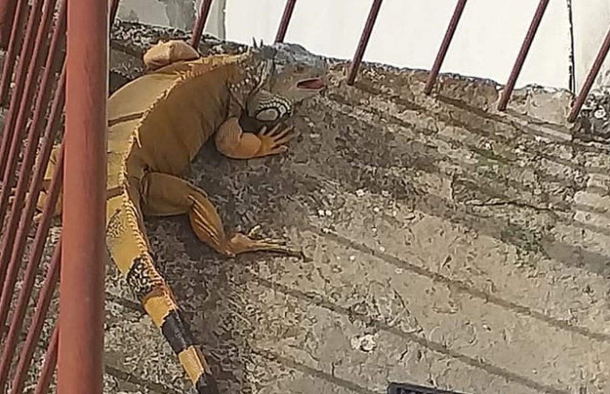 NEUGODNO IZNENAĐENJE Splićanka je zatekla velikog guštera na kućnom pragu, vlasnik je pronađen