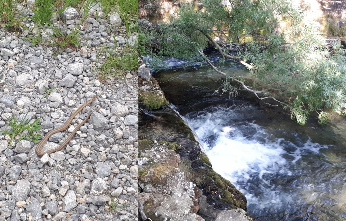 PREDIVAN PRIMJERAK Naš čitatelj na izletu kod Zrmanje snimio poskoka