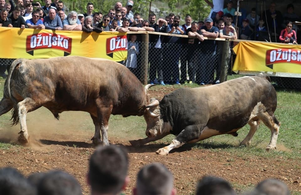 PRIGODNE NAGRADE I BOGATA GASTRONOMSKA PONUDA Najavljujemo 18. tradicionalnu manifestaciju - Korida Dicmo 2021.