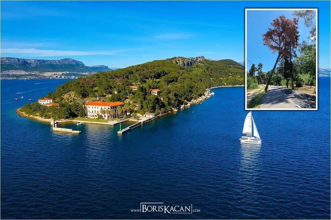 Splićanin upozorava na opasnost na Marjanu: "Veliki stari osušeni nacikli bor se naslonija na čempres"