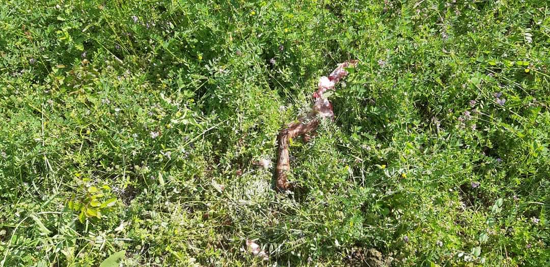 zaklane-koze-vrgorac (1)