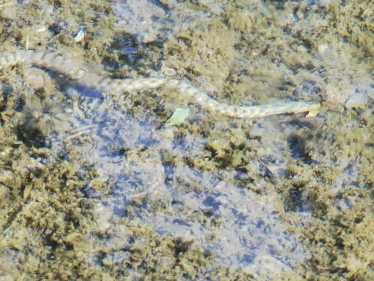 NEOBIČNA ZMIJA U RIJECI ŽRNOVNICI Stanovnici se okupili i čudili