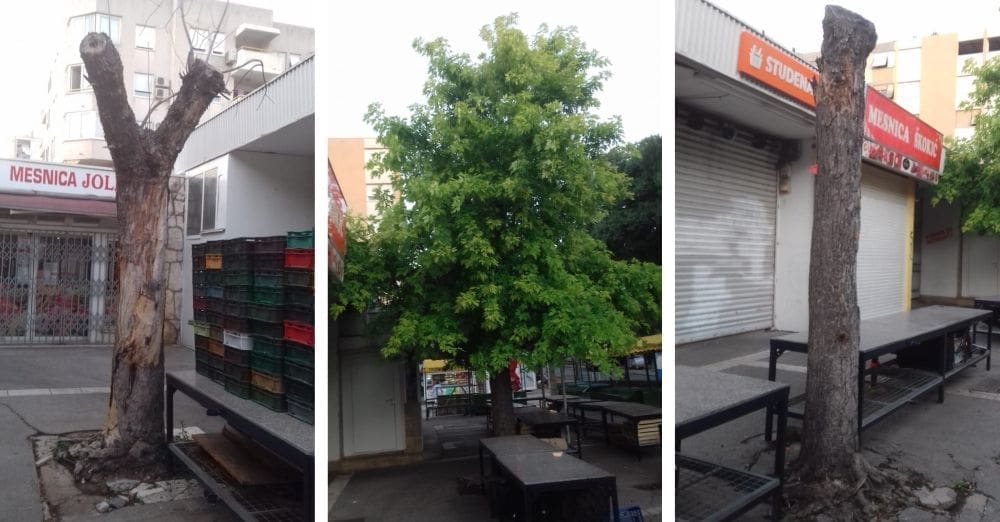 ‘SIROMAŠNA’ APELIRA: Hoće li Parkovi i nasadi urediti stabla na Sućidru sad kad upravljaju tržnicama?