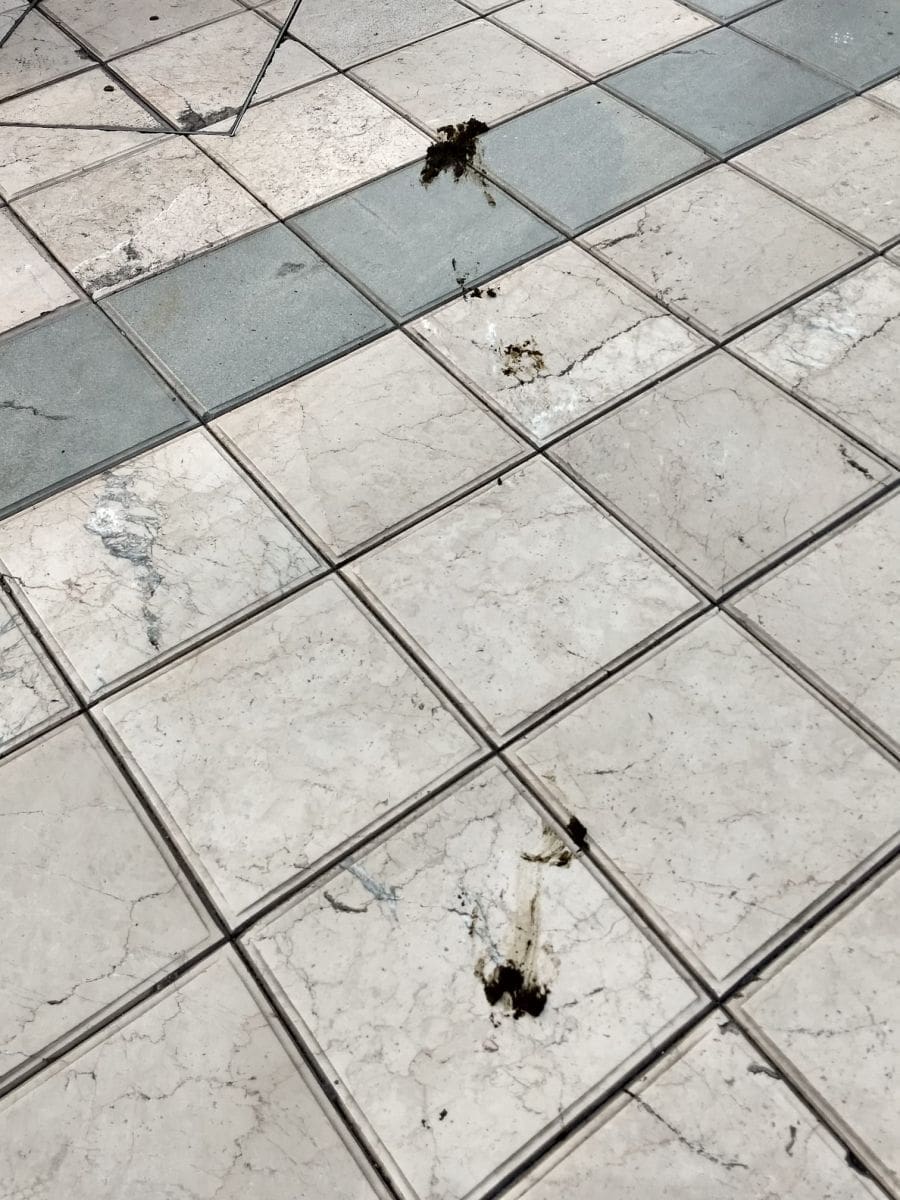 fekalije-marmontova (1)