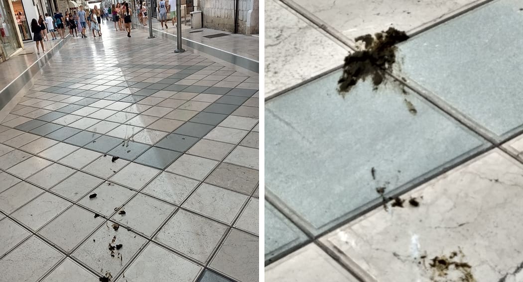 SRAMOTNI PRIZOR U MARMONTOVOJ Turisti 'zaobilaze' pseći izmet, građani su zgroženi: "Užas i katastrofa, što furešti misle o nama?"