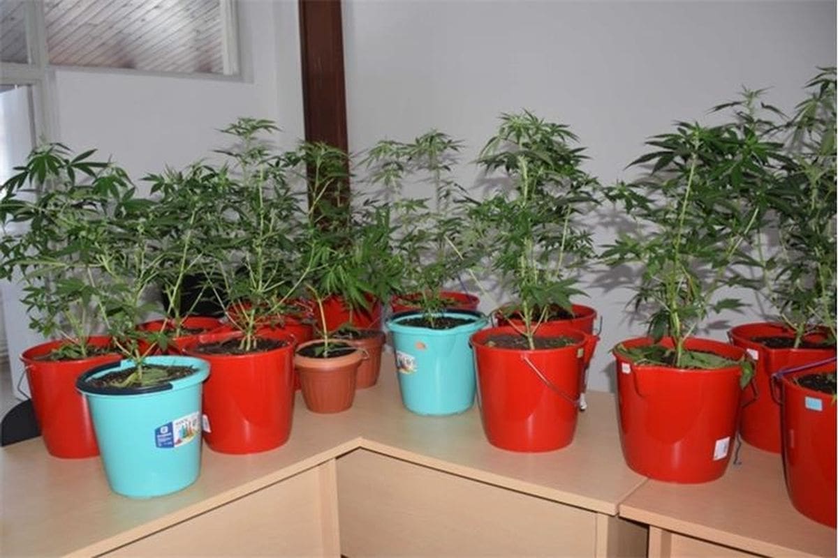 DROGA U DALMACIJI Policija uhvatila maloljetnika dok je zalijevao konoplju, uzgajao je za osobne potrebe