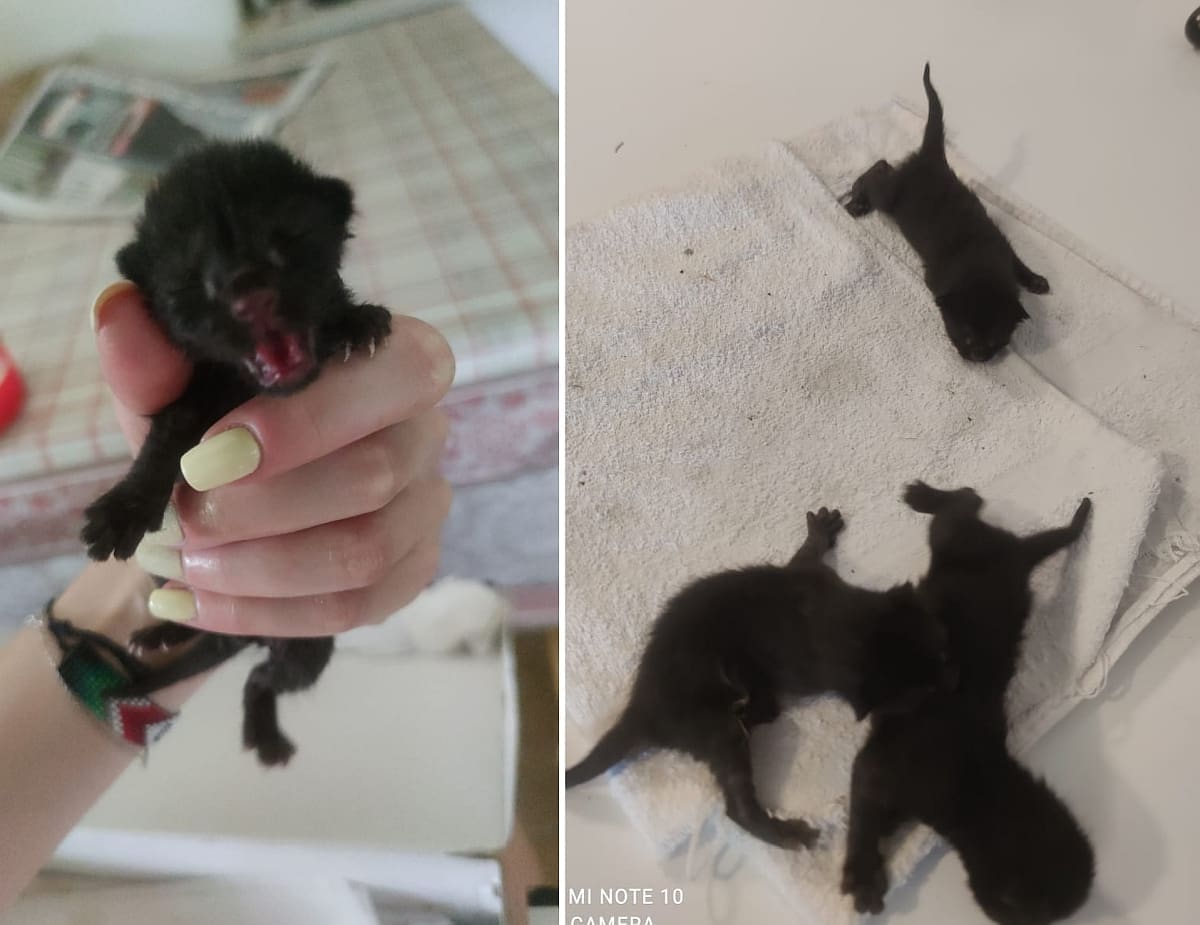 Kaštela: Netko je ostavio tri tek okoćena mačića. Traže novog vlasnika