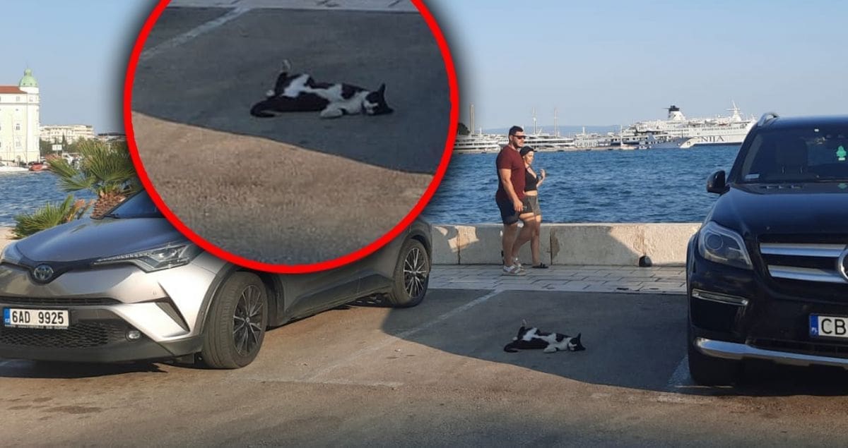 DALMATINSKA MAČKA Legla na parkirališno mjesto na Rivi između dva auta i uživala u hladovini