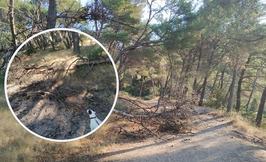 STANOVNICI RAZOČARANI Pogledajte šetnicu u Seget Vranjici: "Osušena stabla i borovi, ovo je sramota"