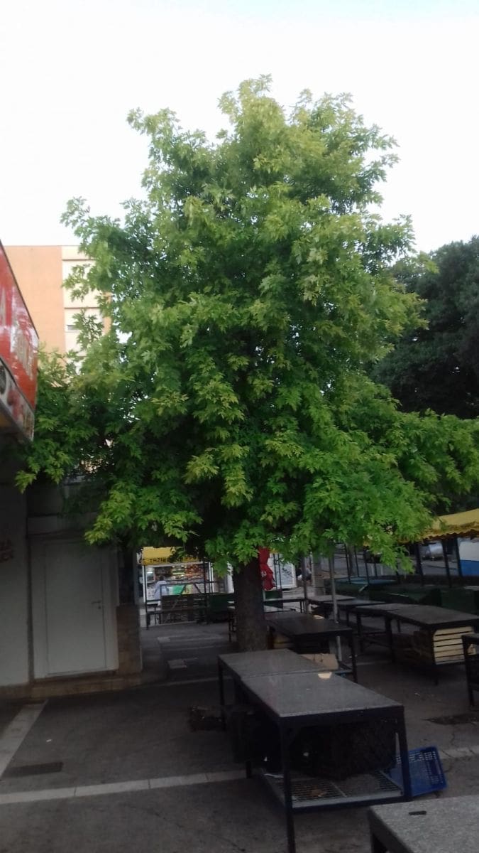 stabla_trznica_sucidar (1)