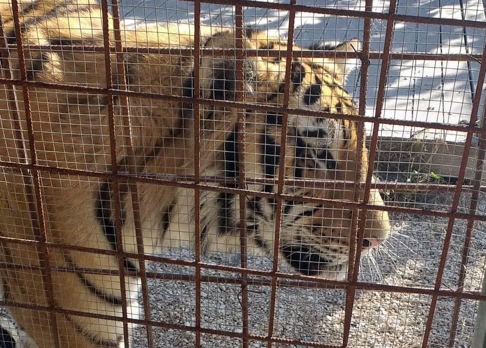 "SLUČAJ" TIGAR Javio se susjed s Hvara: "Nikakve činjenice ne mogu opravdati tvoj Auschwitz od farme"