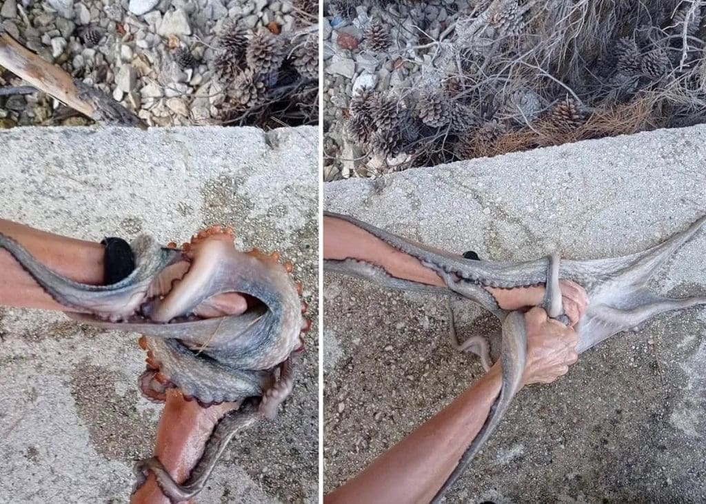 IZNENAĐENJE Novinarku napala hobotnica u istoj uvali gdje je neki dan gnjurac napao kupača