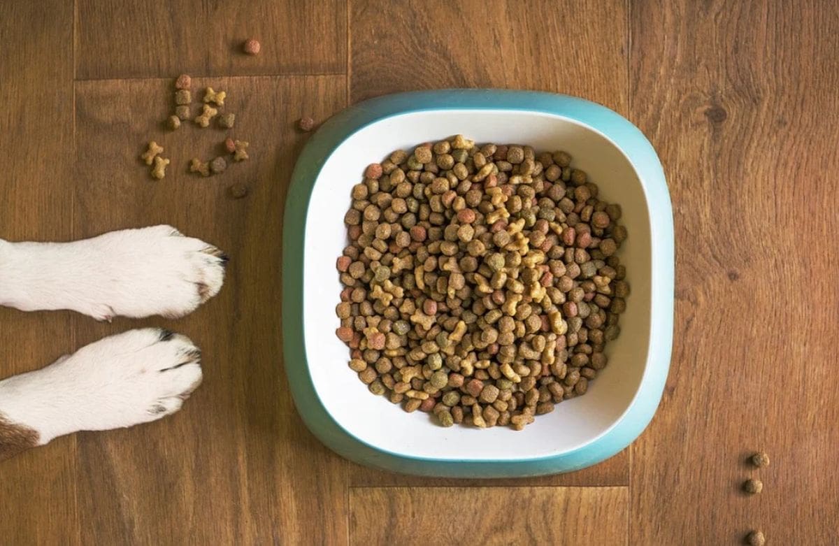 Dalmatinac od Crvenog križa tražio pomoć, ali ne za sebe nego za - svog psa