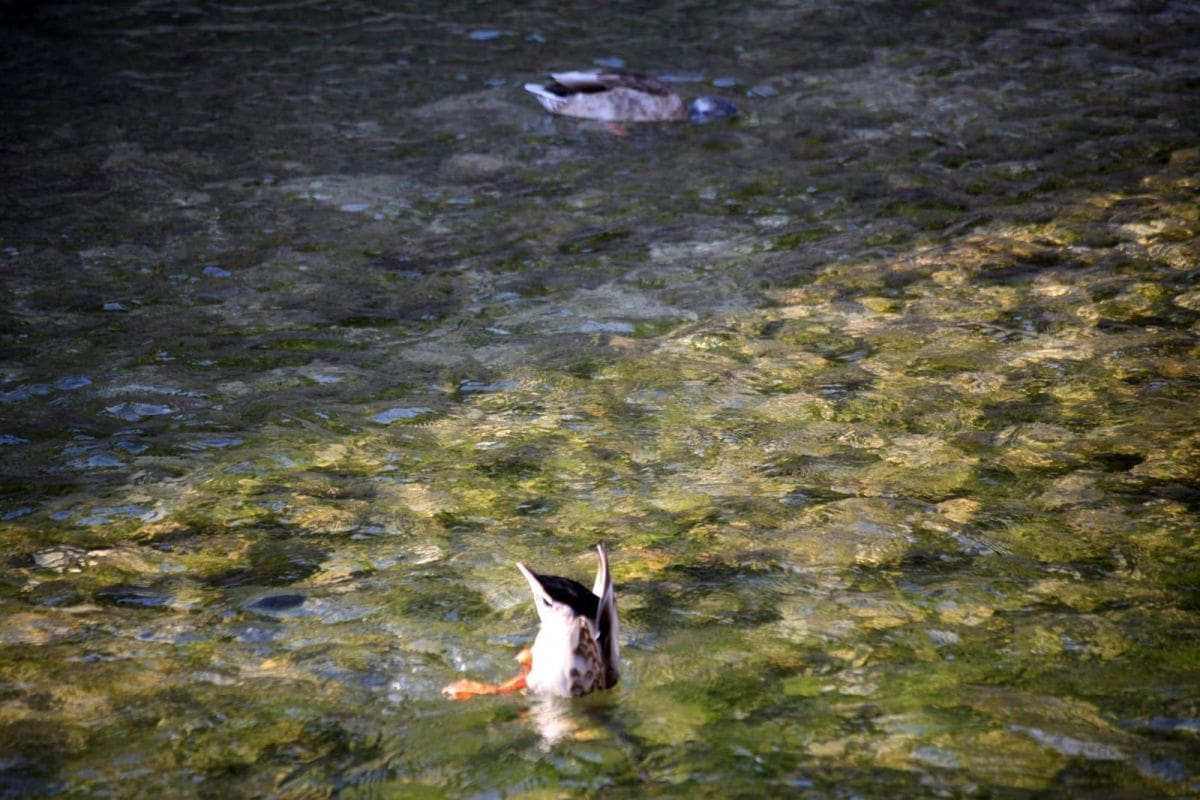 jadro-izbor-kupanje-ljeto (1)